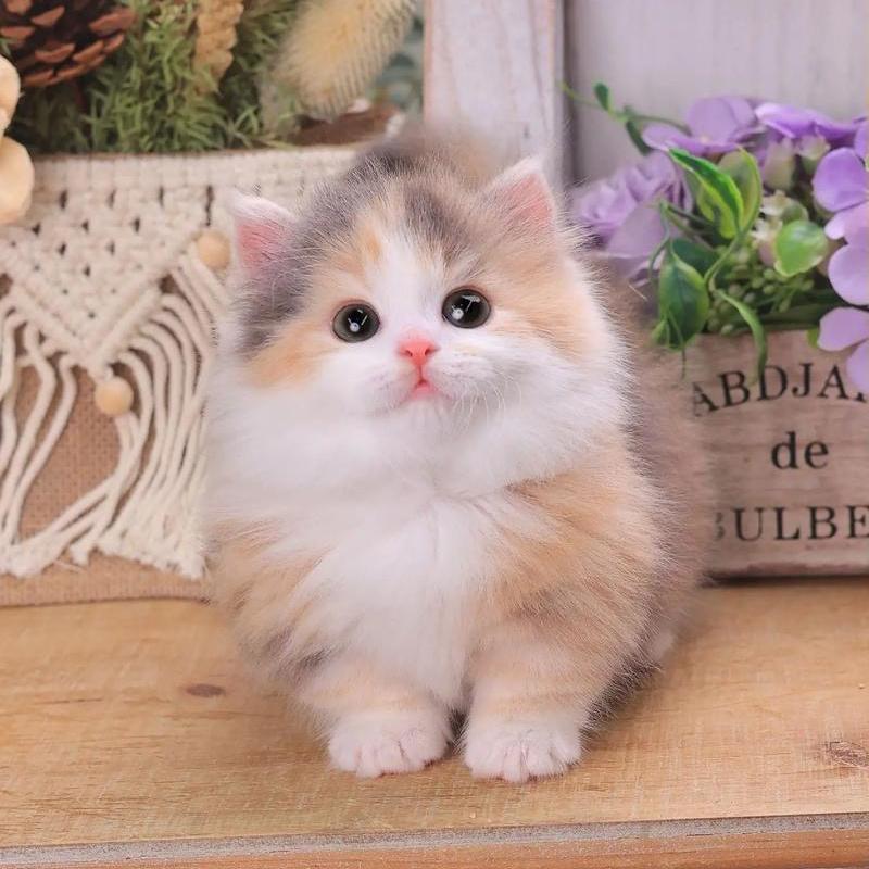 麦兜家矮脚猫
