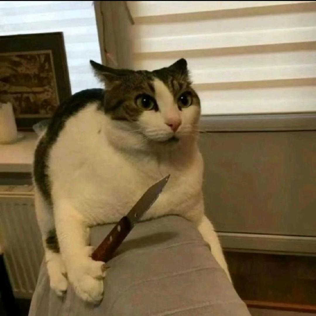 猫meme羊仔