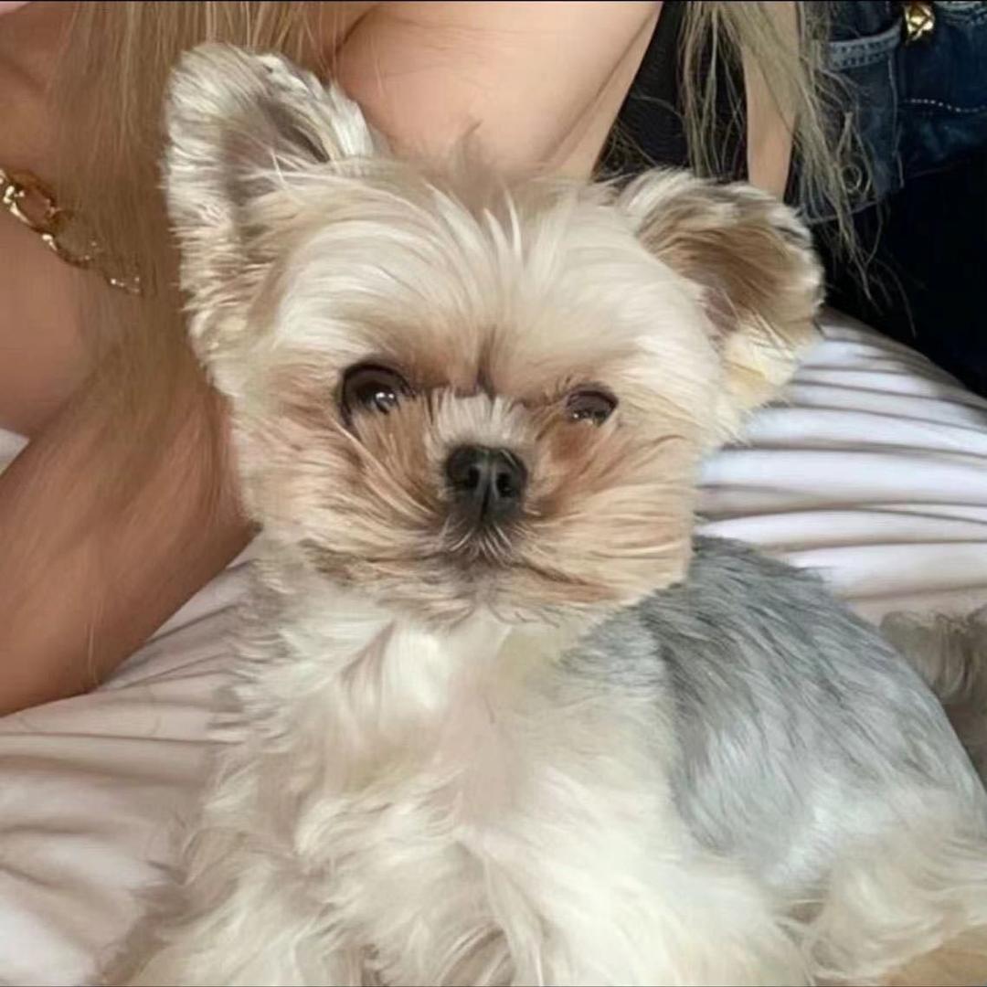 不讲李女士的受气包