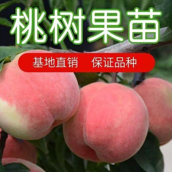南枳智百博果树苗木专卖店