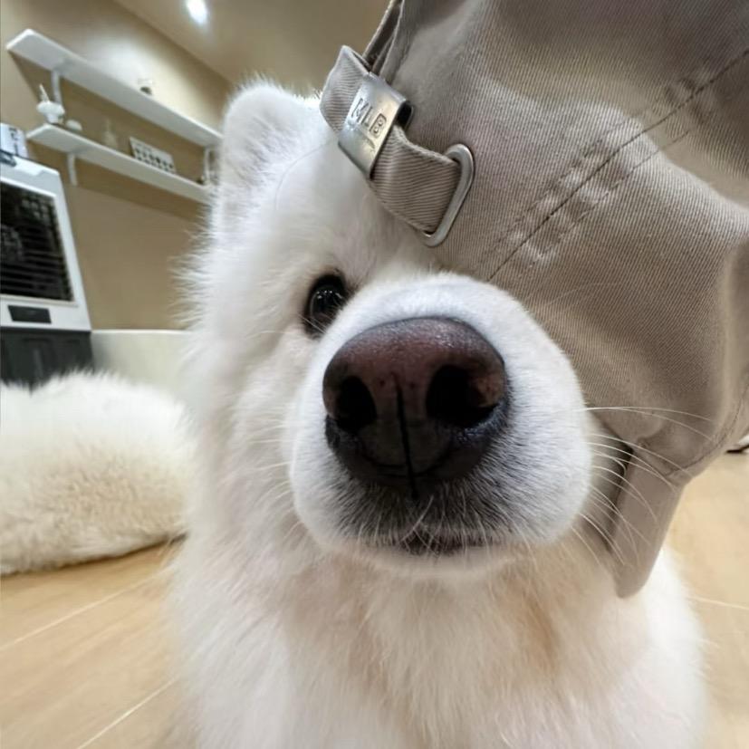 陈毛毛