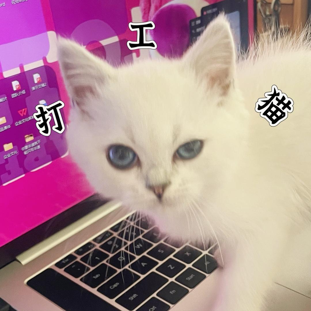 打工喵