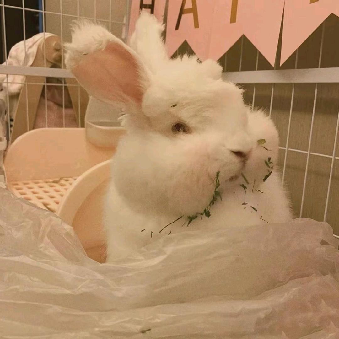 泰菲