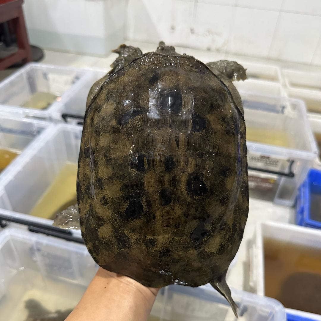 易哥户外