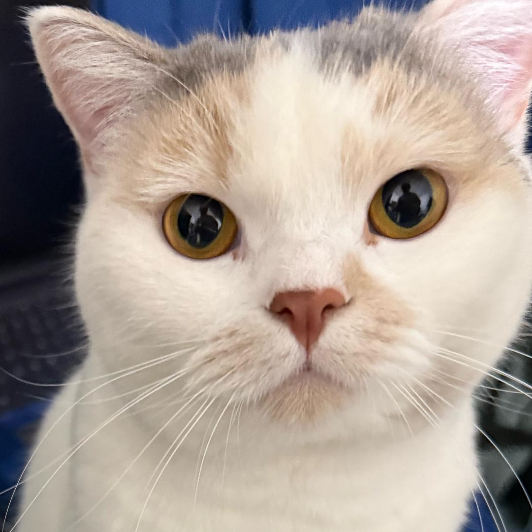 安静的做一只猪蹄