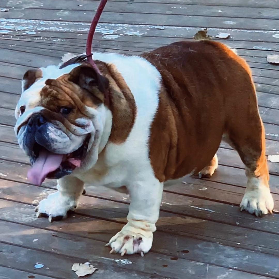 英伦绅士英国斗牛犬舍
