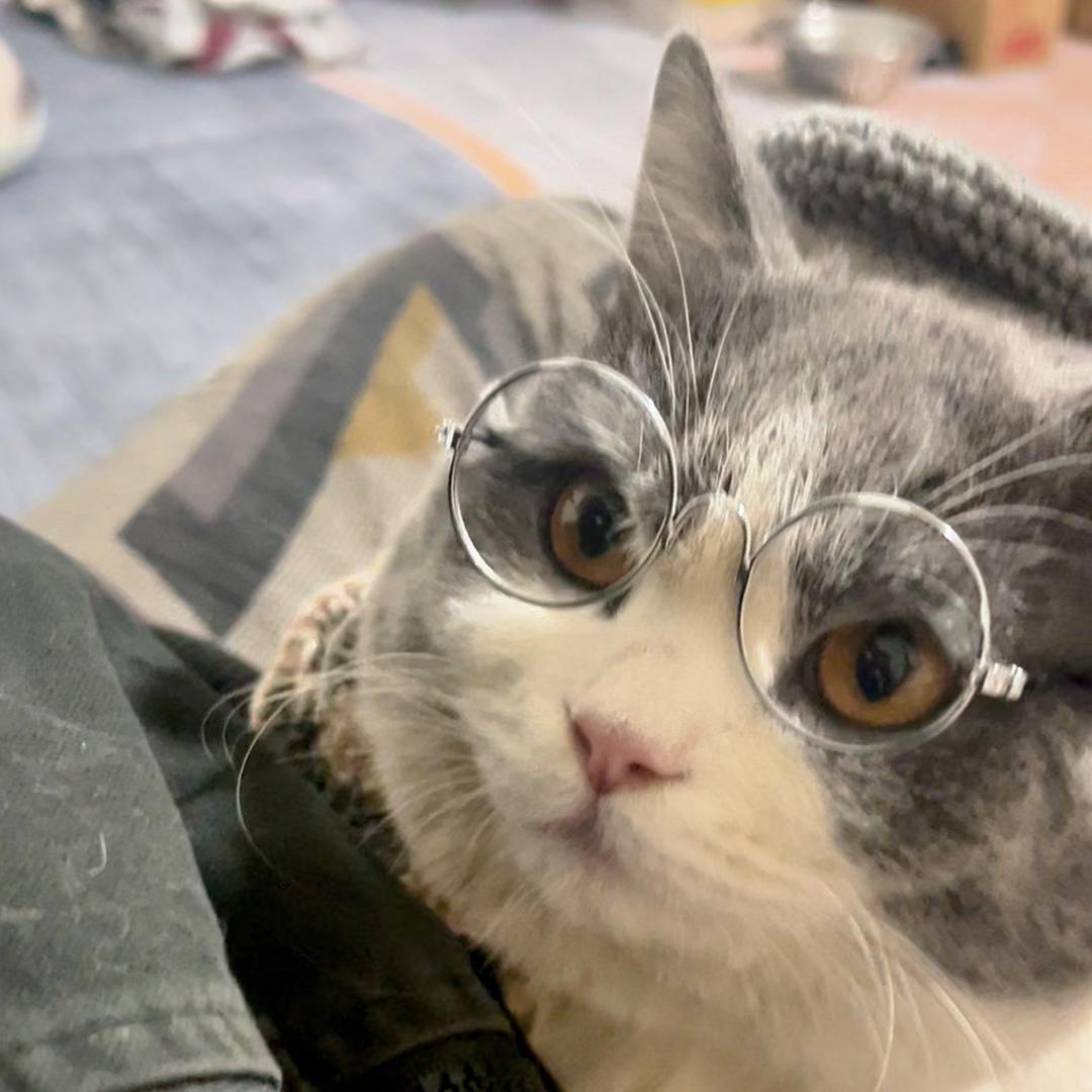 多多是只猫