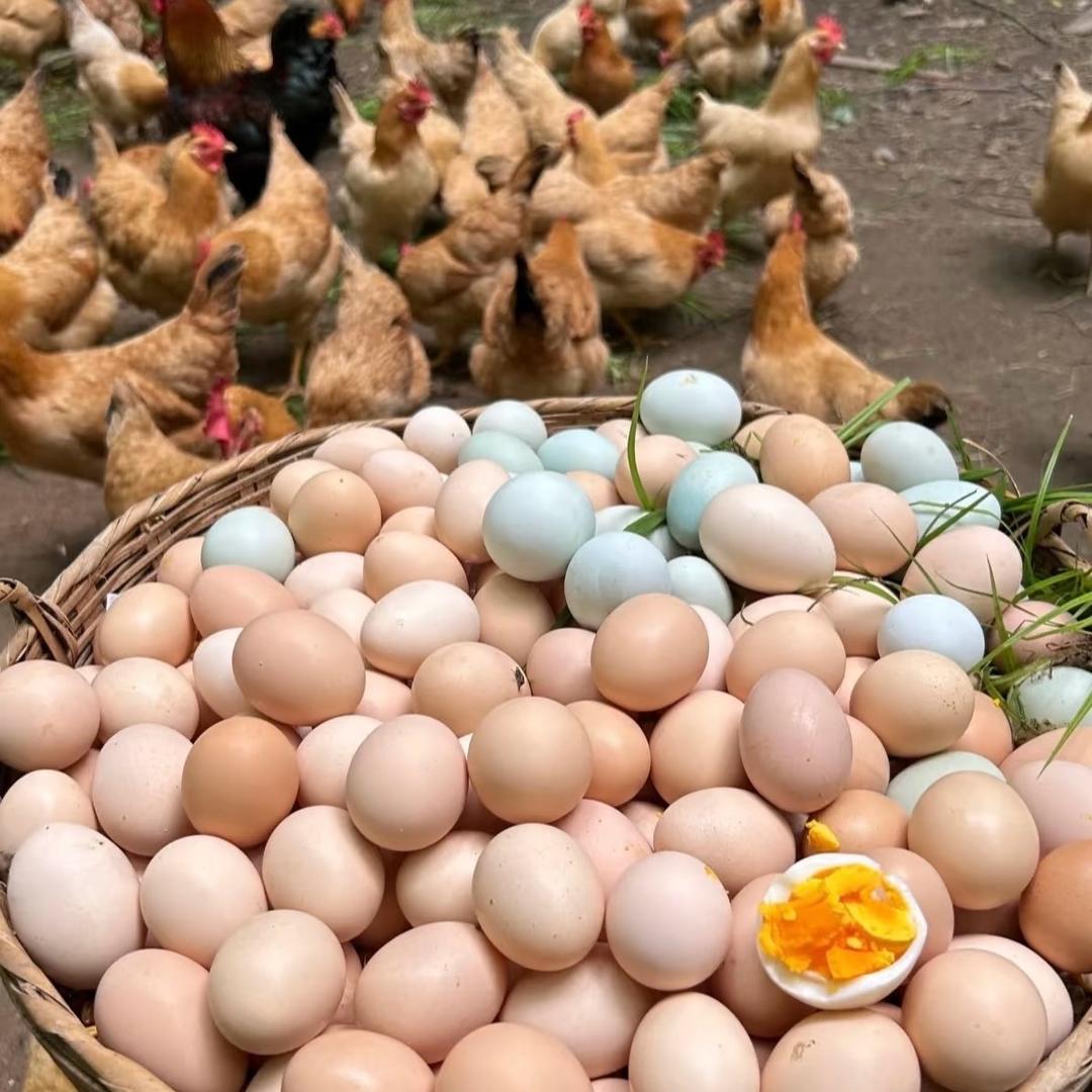 大山里的土鸡蛋