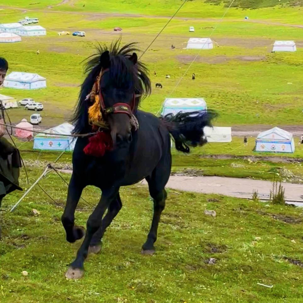 高原：骏马乐园🐎