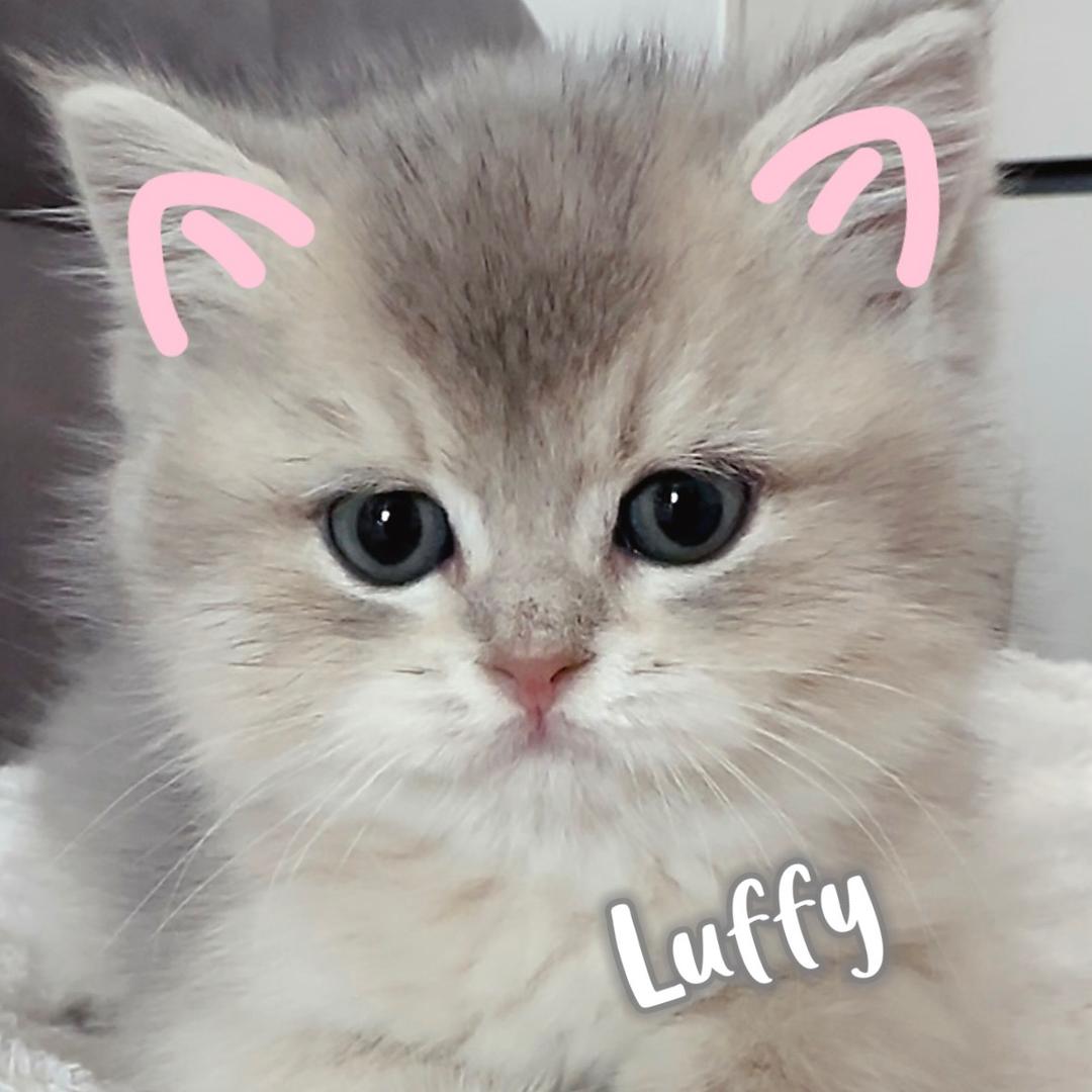 我是路飞🐱