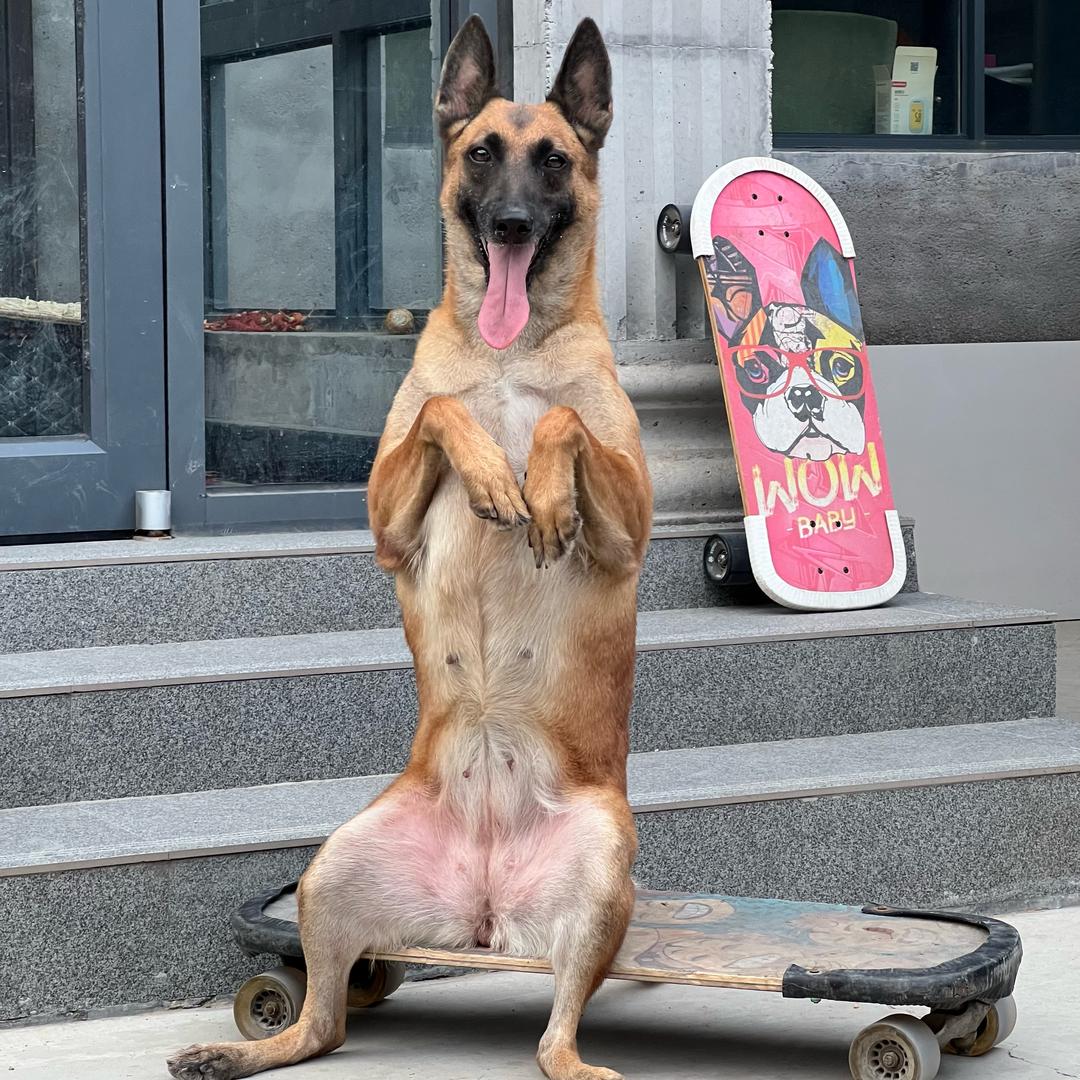 滑板狗乐园@抖音