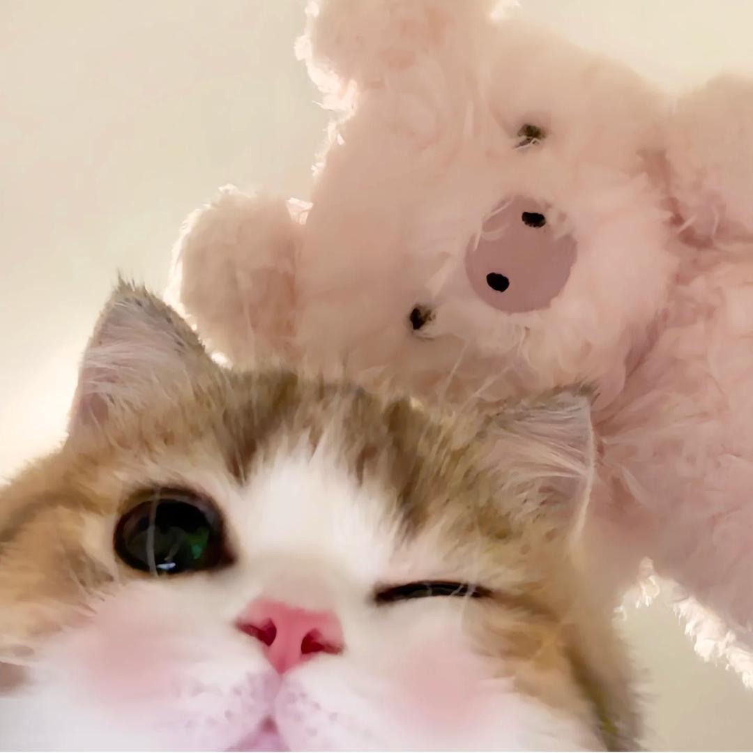 小婕jieee