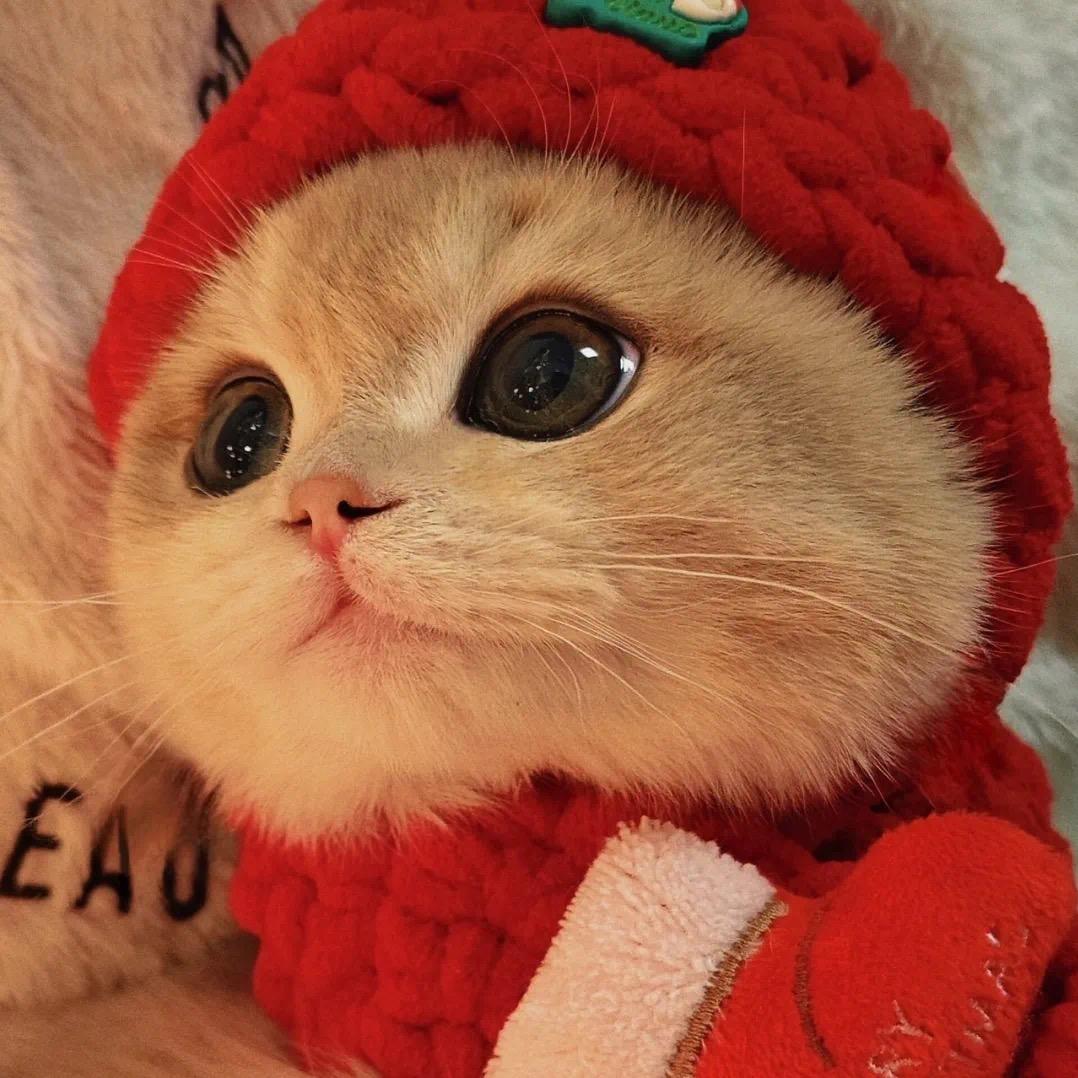 猛喵嗅蔷薇