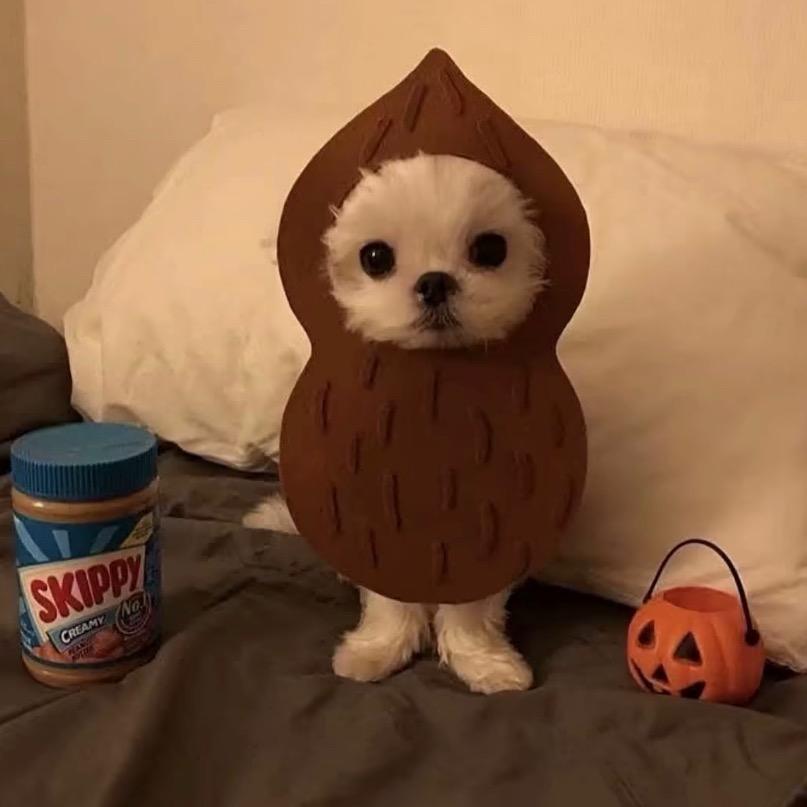 人类只是我的兼职