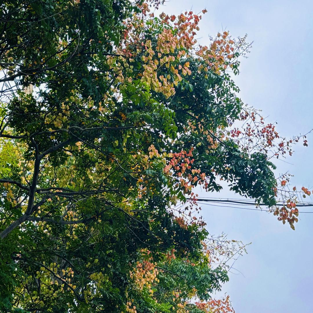 不爱吃白菜