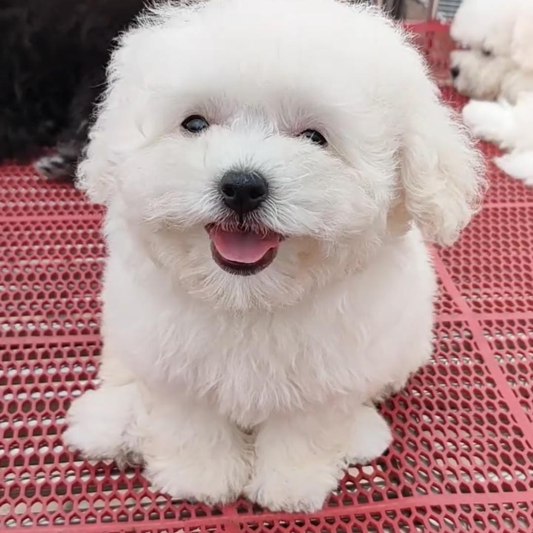 小妹宠物