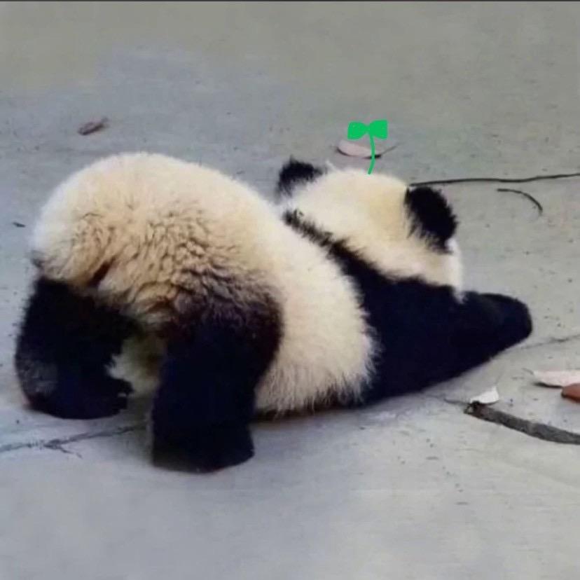 潮汐守望者.茶白