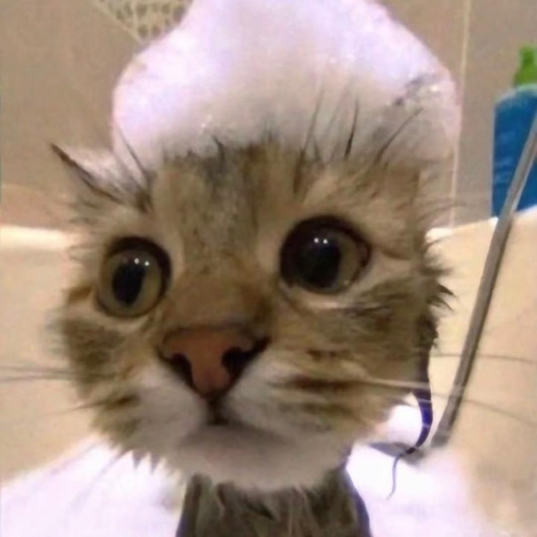 ^喵🐾