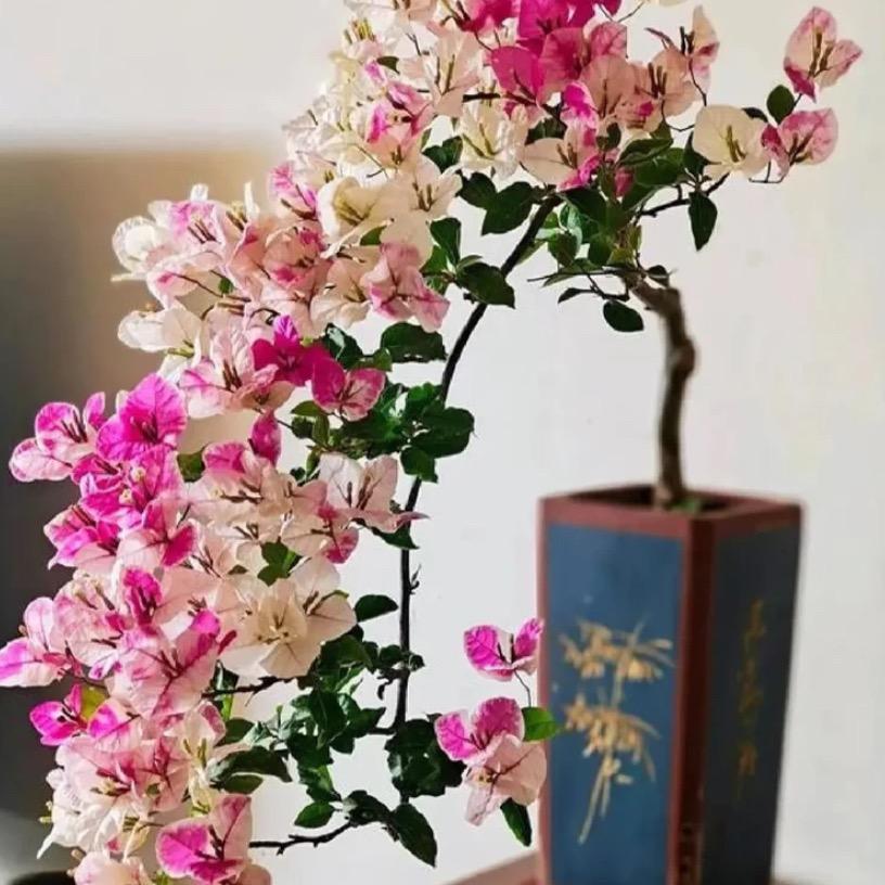 启航三角梅盆景