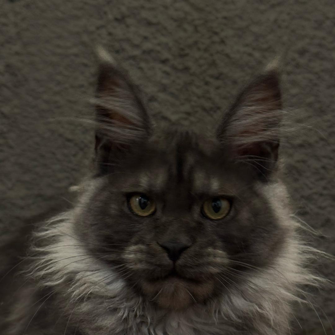 三号宠业俄系缅因