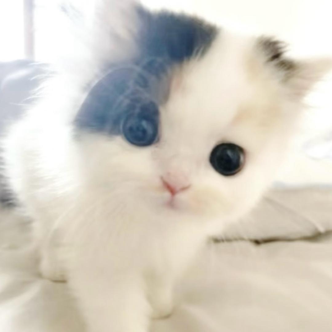 泪流满面的起司猫