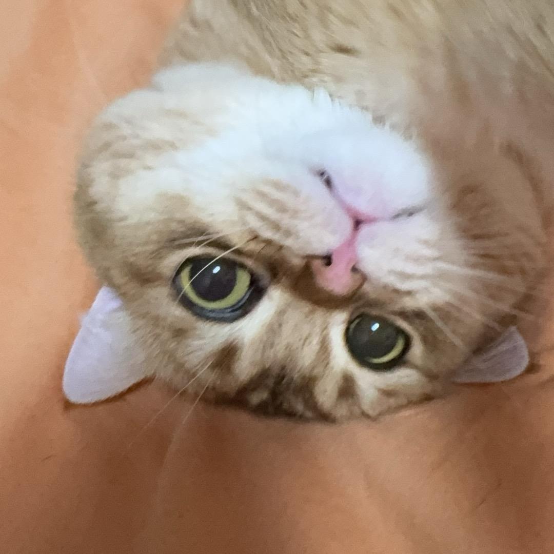 得宝是只小猪咪