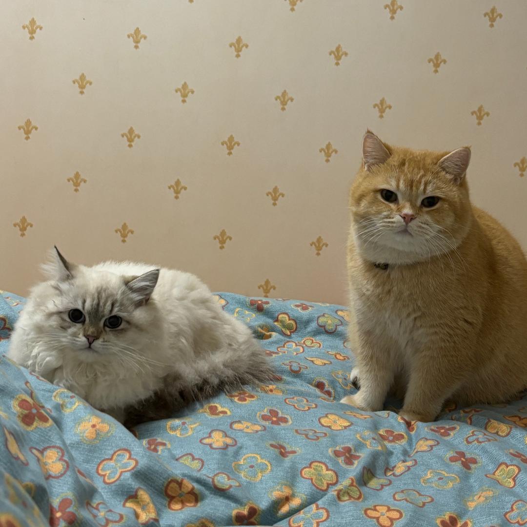 A-八千与仙女🐱