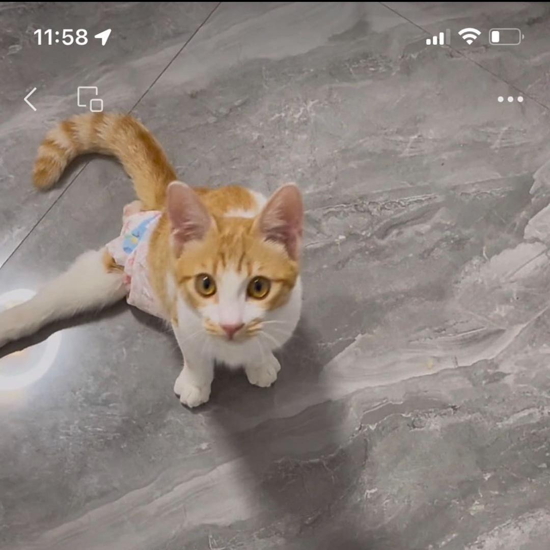 猫姐（菩提）