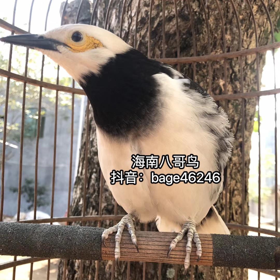 海南八哥鸟