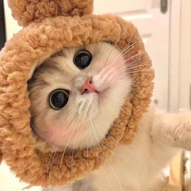 🐻🐻