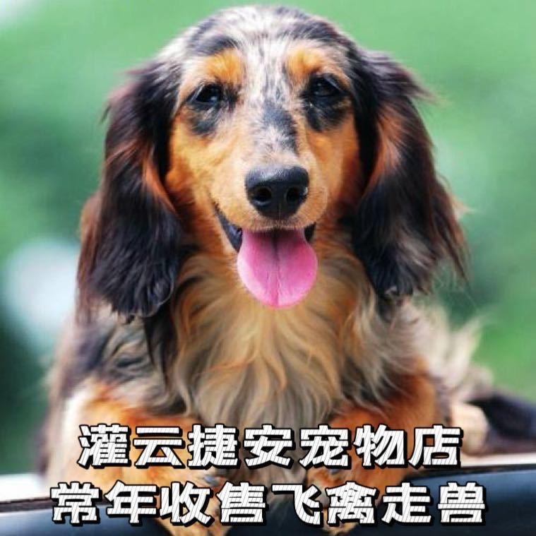 灌云捷安宠物用品店
