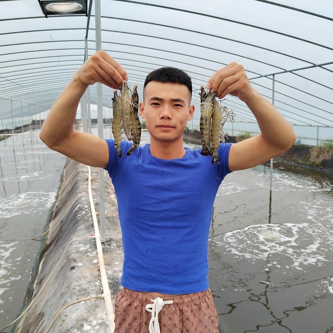 金刚虾 花虾 养殖技术交流