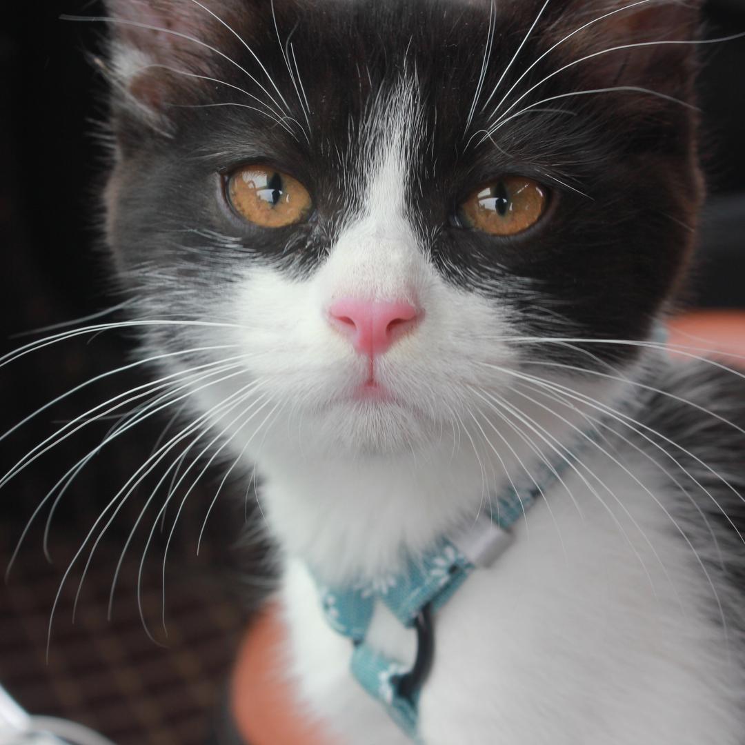 九月是只嘤嘤怪