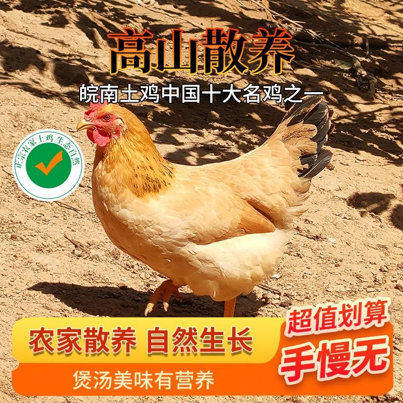 皖南老刘养鸡日常