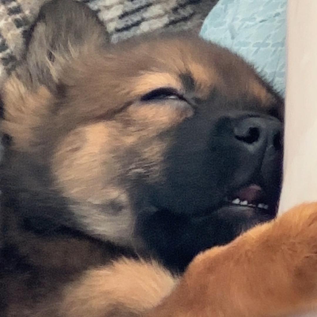可颂🥐
