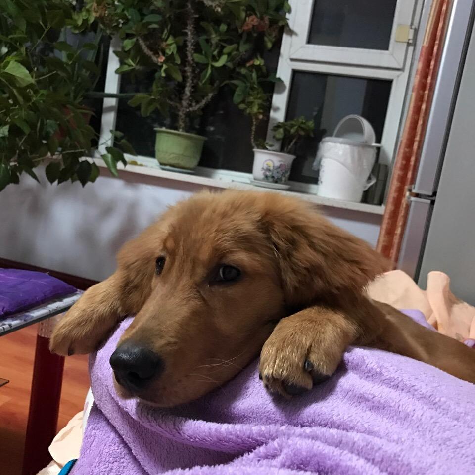 急眼的小鸟