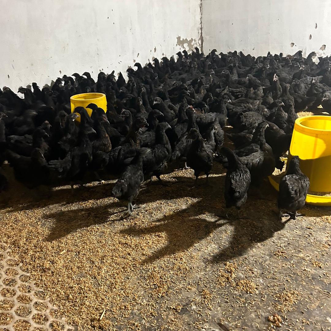 雪磊家禽养殖店