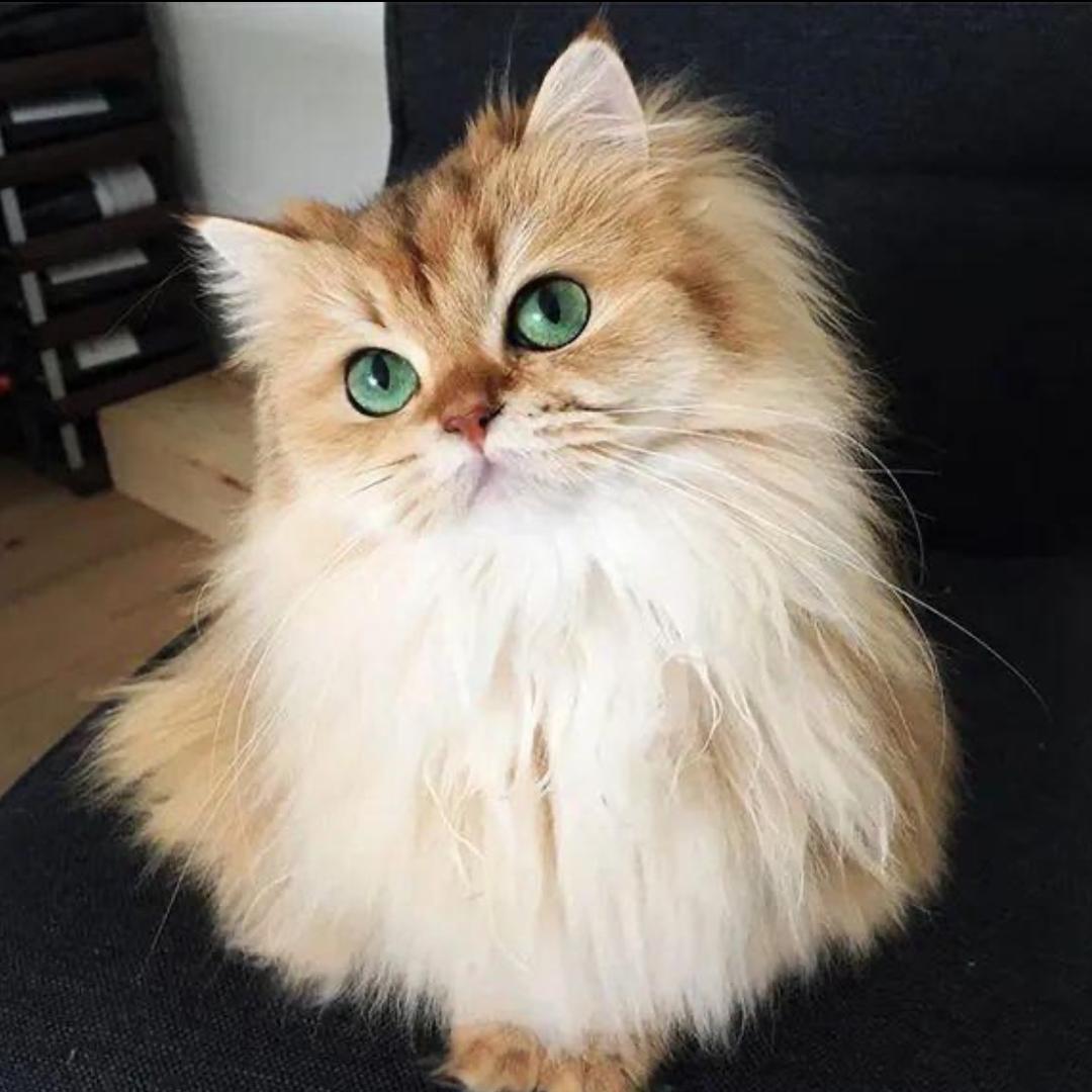 龙猫