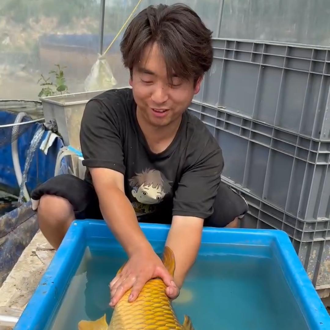 心鲤锦鲤