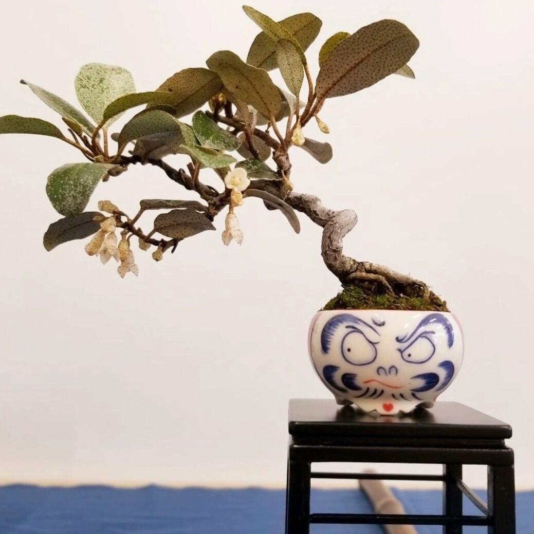 随藝植尚