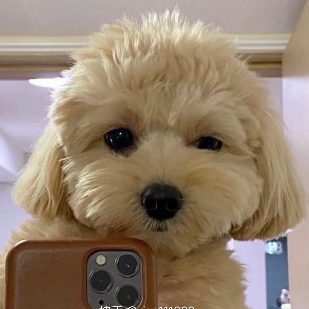 章鱼小丸子车轮饼