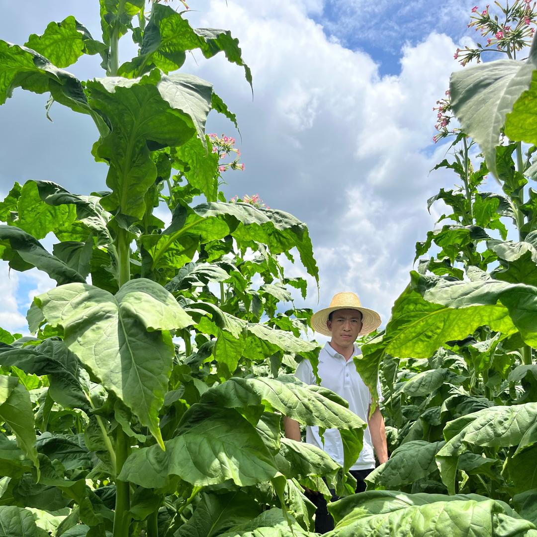 农业种植小蔡