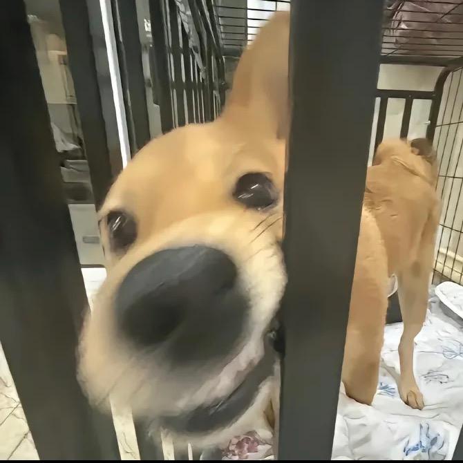 爱嘤嘤嘤斯坦.