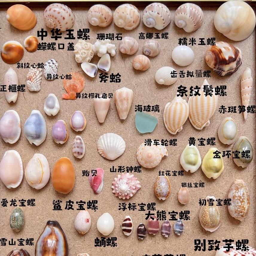 汤老板的贝壳