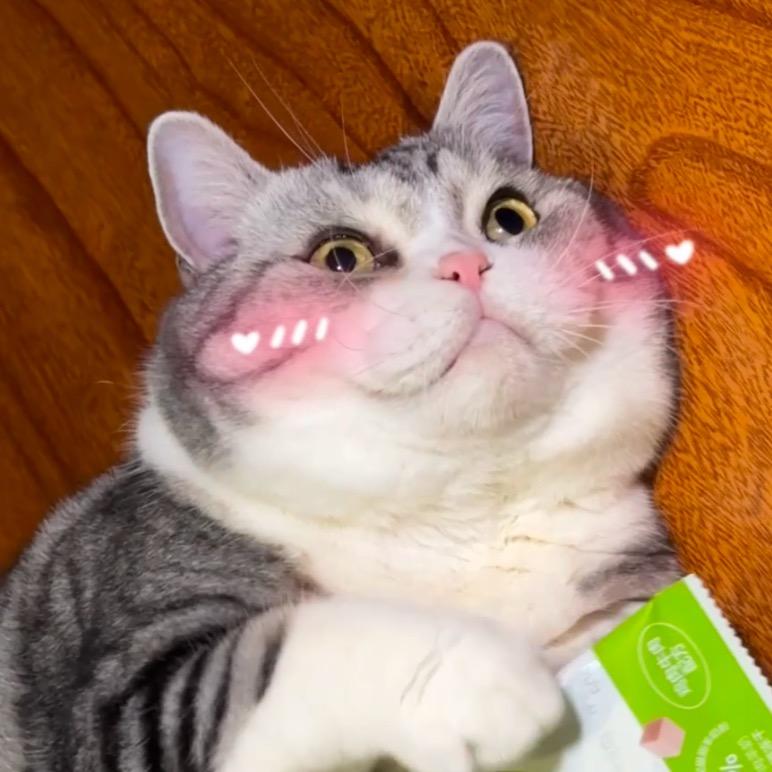 猪咪花狗