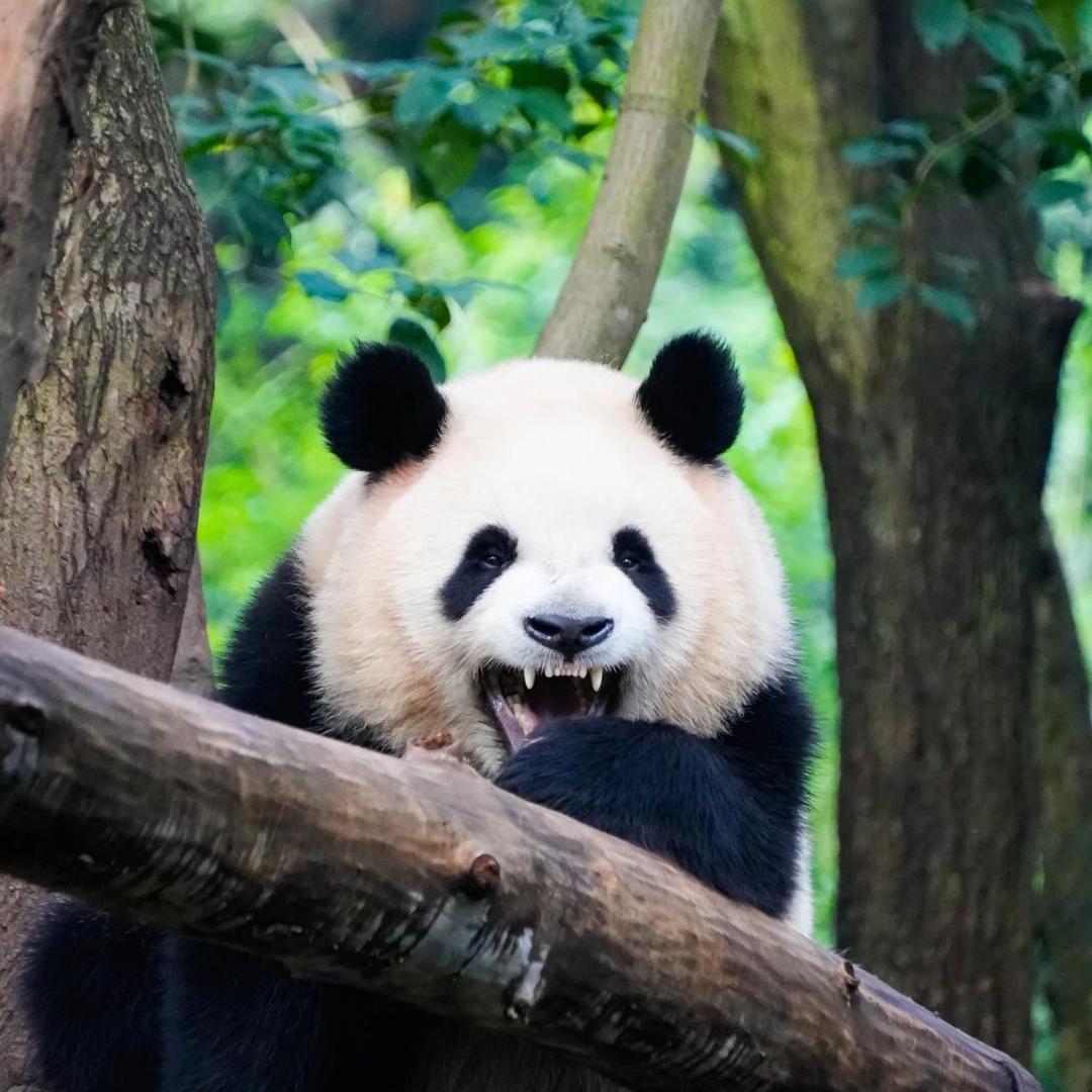 司颜啊