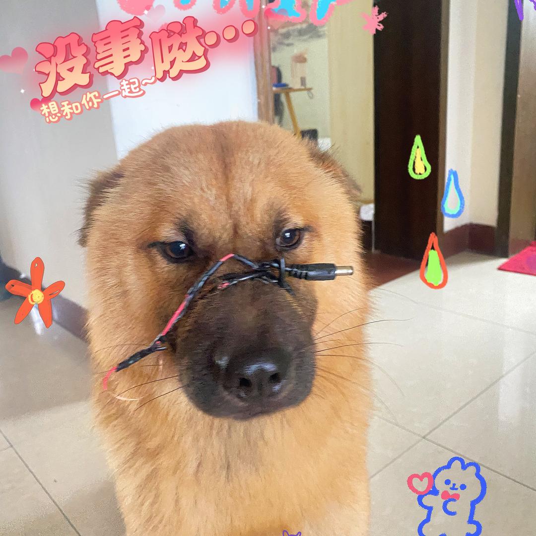 爱吃蛋黄的蛋王