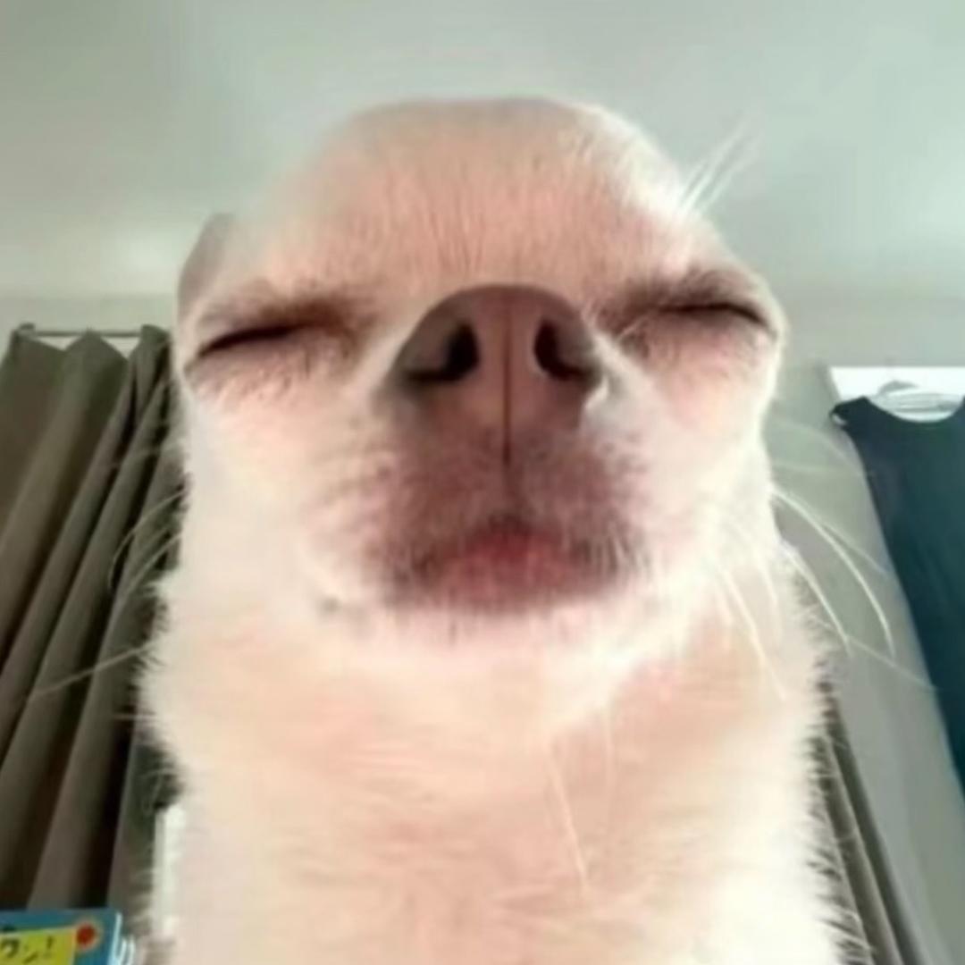 流浪的面包狗^ω^