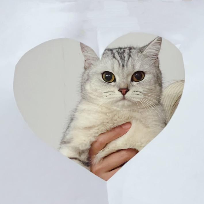 好梦有猫☁️研选猫猫用品