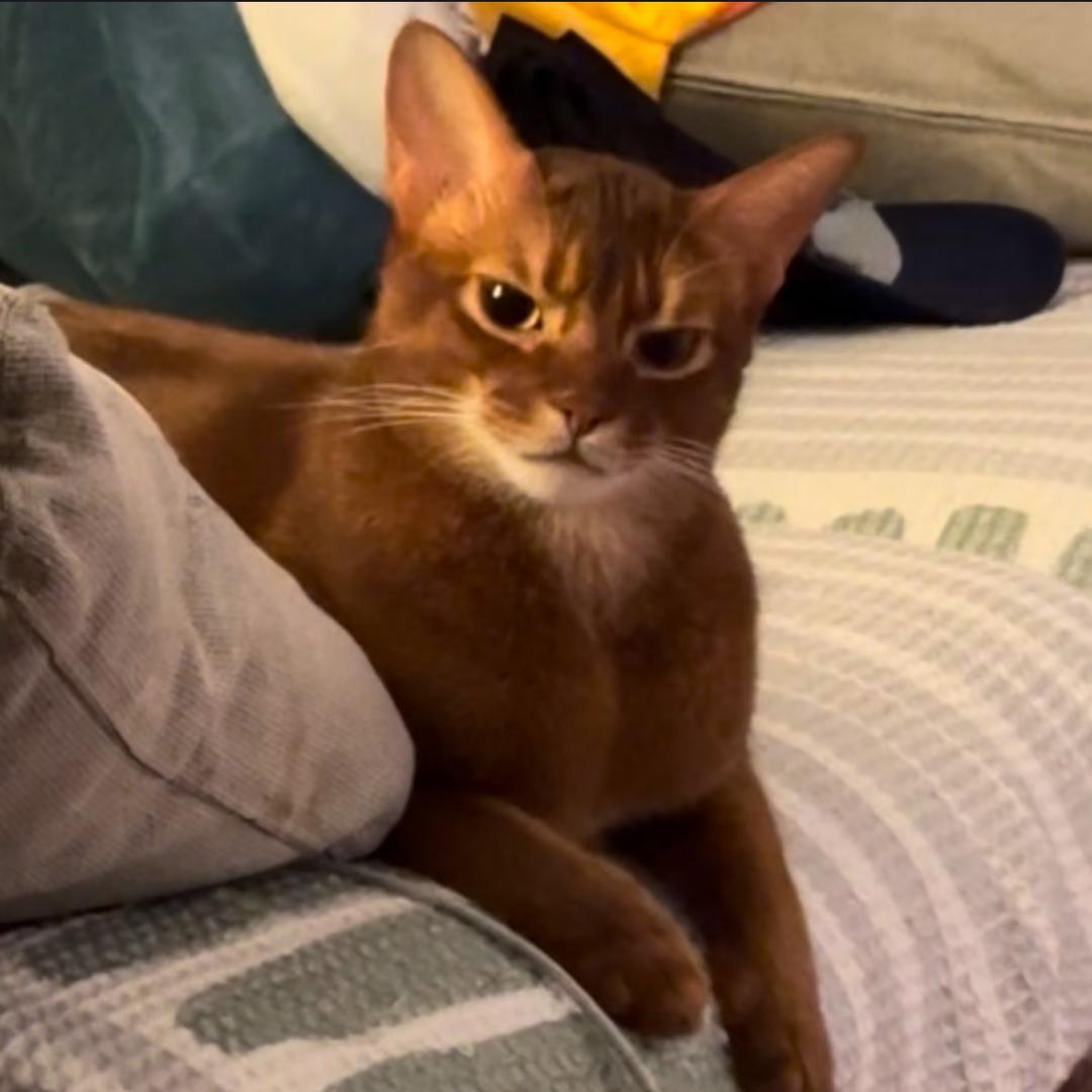 宠胖胖-杭州来福士店最爱上班的人